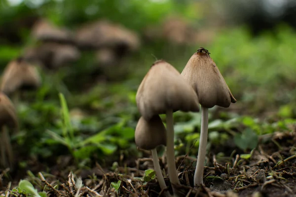 Hongos silvestres sobre un manto verde en medio de la naturaleza