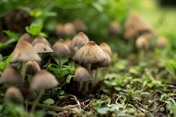 Hongos silvestres sobre un manto verde en medio de la naturaleza