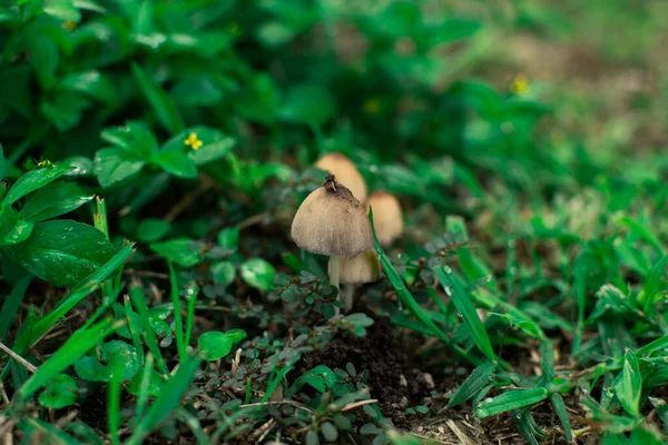 Hongos silvestres sobre un manto verde en medio de la naturaleza