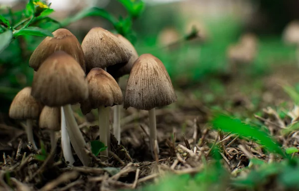Hongos silvestres sobre un manto verde en medio de la naturaleza