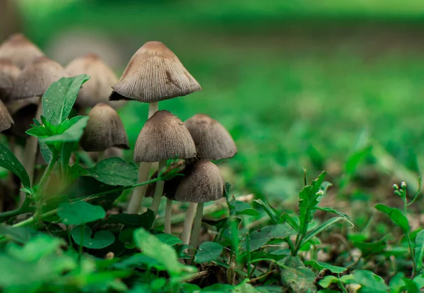 Hongos silvestres sobre un manto verde en medio de la naturaleza