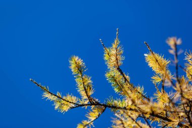 Kanas 'ta sonbahar manzarası manzarası, Xinjiang, Çin