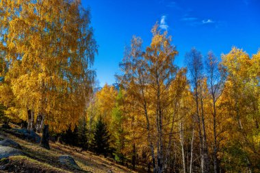 Kanas 'ta sonbahar manzarası manzarası, Xinjiang, Çin