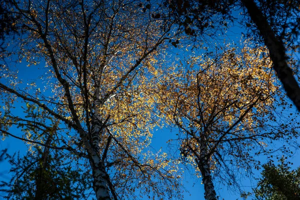 Paisagem Outono Área Cênica Kanas Xinjiang China — Fotografia de Stock