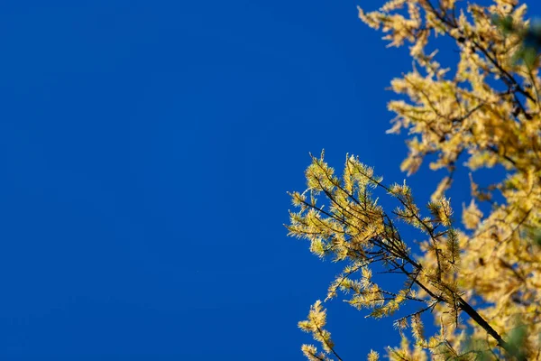 Kanas 'ta sonbahar manzarası manzarası, Xinjiang, Çin