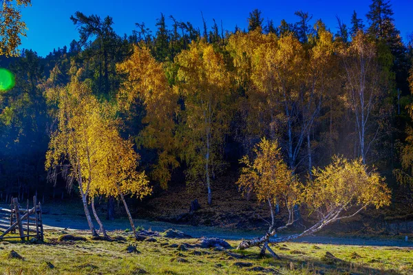 Paisaje Otoñal Zona Escénica Kanas Xinjiang China — Foto de Stock