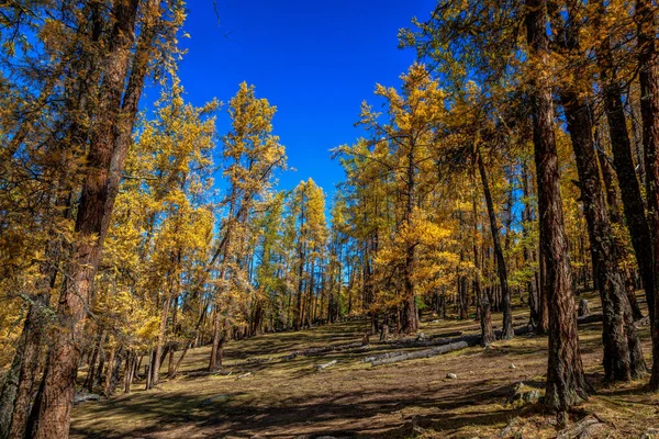 Kanas 'ta sonbahar manzarası manzarası, Xinjiang, Çin