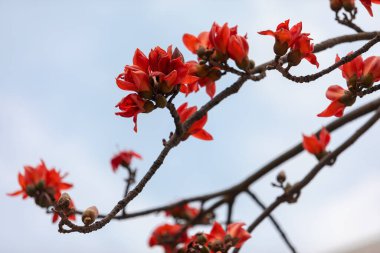 Kapok ve IC Shenzhen Bilim ve Teknoloji Parkı 'nda