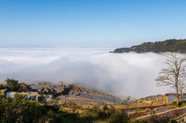 Bulut Denizi, Yuanyang Pirinç Terasları, alacakaranlık