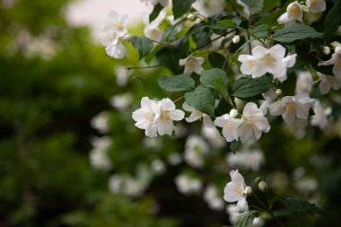 Yeşil yapraklı beyaz yasemin çiçeği aroma yağı, saten ahşap, kozmetik ağaç kabuğu için güzel kokulu.