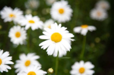 Birçok marguerite, bahçedeki bir çiçek çayırında, güzel beyaz taç yaprakları ve beyaz çiçeklerle bahar çiçekleri ve yaz çiçeklerinin açmasıyla birlikte rahatlama ve stres rahatlama hissi yaratıyor..