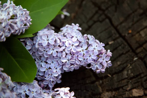 色彩艳丽的紫丁香花束 在树桩上仿制多色紫丁香枝条 在树林背景上的紫丁香 — 图库照片