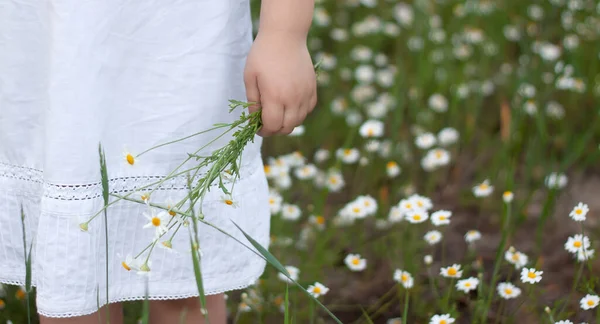 Jente Hvit Kjole Med Tusenfryd Bakgrunn Tusenfryd Sommerferie Fritidsaktiviteter Kamiljefelt – stockfoto