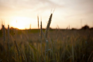 Çavdar Tarlası Spikelets gün batımında arka planda. Kırsal yerleşim olmayan arazi artışları organik buğday tarlalarını kapatıyor.
