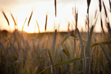 Çavdar Tarlası Spikelets gün batımında arka planda. Kırsal yerleşim olmayan arazi artışları organik buğday tarlalarını kapatıyor.