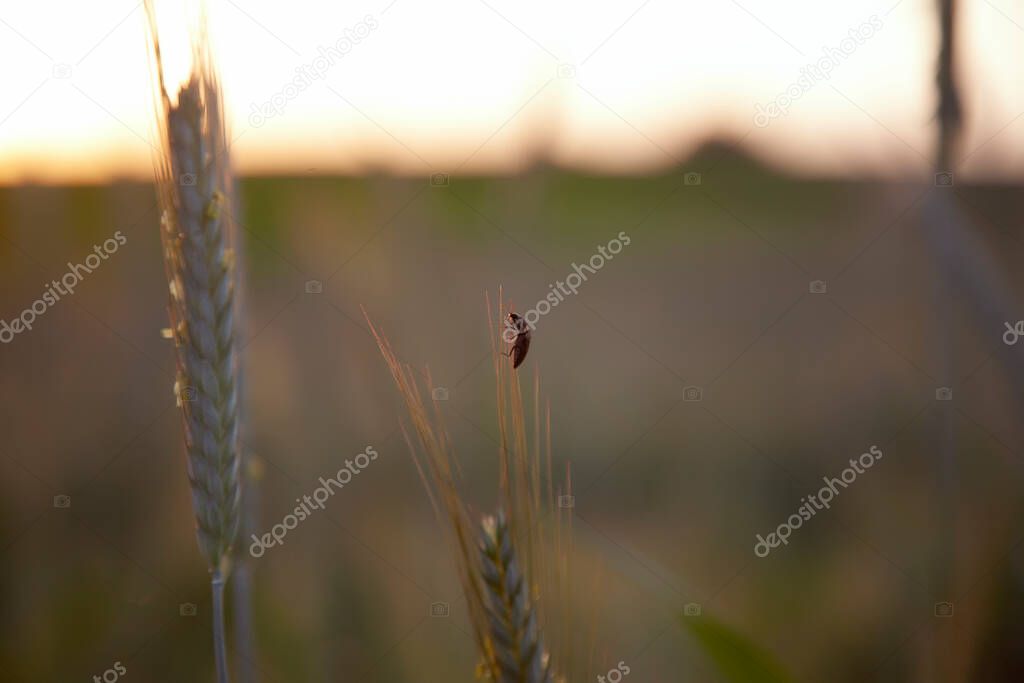 A bug on a spikelet of wheat close-up. Sunset in the field, backlight. Rye wheat summer