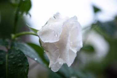 Soyut, bulanık arka plan yaprakları çiçek yaprakları, gül yaprakları, çiy damlaları. Arkaplan pankartı arka plan kopyalama alanı. Yağmur tomurcuklarından sonra pembe ve beyaz güller