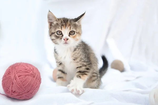 Bonito Bonito Brincalhão Tricolor Três Adequado Gatinho Joga Com Bolas — Fotografia de Stock