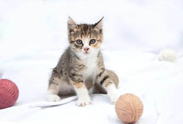 Bonito Bonito Brincalhão Tricolor Três Adequado Gatinho Joga Com Bolas — Fotografia de Stock