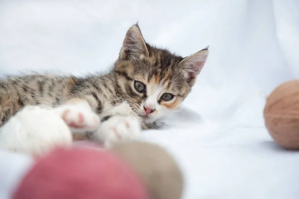 Bonito Bonito Brincalhão Tricolor Três Adequado Gatinho Joga Com Bolas — Fotografia de Stock