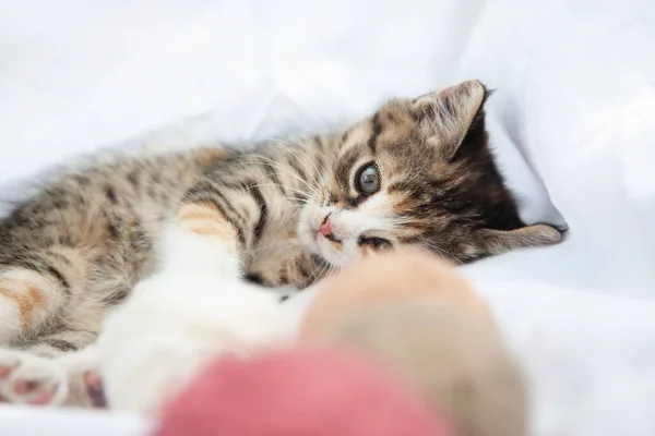 Carino Carino Tricolore Giocoso Tre Adatto Gattino Gioca Con Palle — Foto Stock