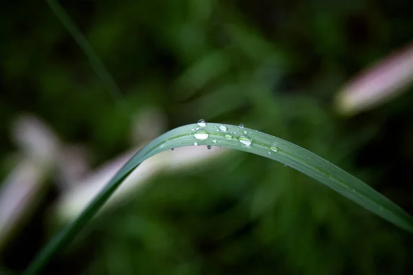 Gotas Orvalho Nas Folhas Após Chuva Vista Superior — Fotografia de Stock