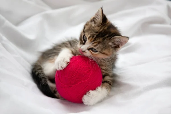 Cute Cute Playful Tricolor Three Suited Kitten Plays Balls Wool — Stock Photo, Image