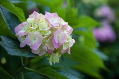 Çiçek açan ortanca yakın plan. Seçici odaklanma. Çiçekli hortensiya. Mavi mor mor eflatun karışık renkte ortanca çiçeği. Güzel büyük ortanca (macrophyllus) çiçek arkaplanı