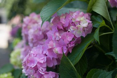 Çiçek açan ortanca yakın plan. Seçici odaklanma. Çiçekli hortensiya. Mavi mor mor eflatun karışık renkte ortanca çiçeği. Güzel büyük ortanca (macrophyllus) çiçek arkaplanı