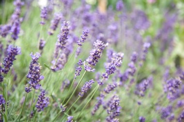 Lavanta çiçekleri yakın plan. Lavanta mor arka plan. Seçici odak