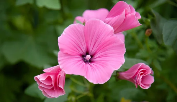 夏の庭でピンク色のモローの花 マルバアルセア 切り葉のモロー 無駄なモローまたはホロックモロー を咲かせます — ストック写真