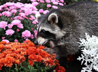 Sonbahar kasımpatılarıyla dolu bir çiçek tarhında parkta yürüyen genç bir rakun.