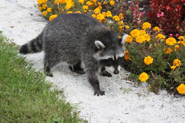 Guaxinim Caminha Canteiro Flores Parque Outono — Fotografia de Stock