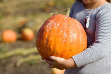 Çiftçinin çocuğunun ellerinde büyük turuncu balkabağı. Sonbahar balkabağı hasadı. Şükran Günü