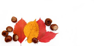 Beyaz arka planda çok renkli sonbahar yaprakları ve kestaneler. Boşluğu kopyala