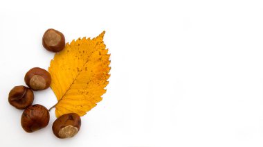 Beyaz arka planda çok renkli sonbahar yaprakları ve kestaneler. Boşluğu kopyala