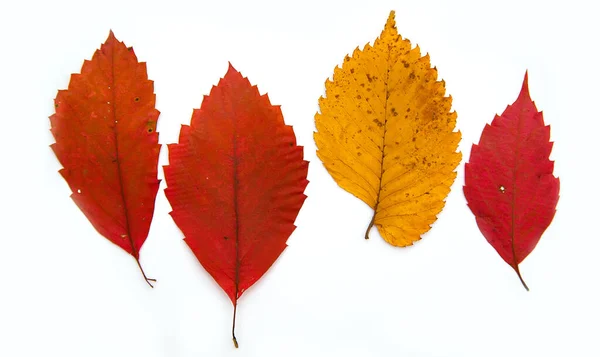 Multicolored Autumn Leaves White Background — Stock Photo, Image