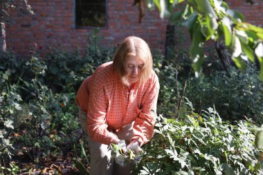 Güzel yaşlı bayan bahçede güllerini kesiyor, hasat yapıyor. Gülümseyen yaşlı kadın bahçıvan karışık bir sınırda çiçek ve bitkilerle ilgileniyor. Emeklilik hobisi. Rötuş yok.