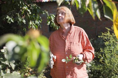 Güzel yaşlı bayan bahçede güllerini kesiyor, hasat yapıyor. Gülümseyen yaşlı kadın bahçıvan karışık bir sınırda çiçek ve bitkilerle ilgileniyor. Emeklilik hobisi. Rötuş yok.