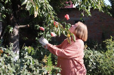 Güzel yaşlı bayan bahçede güllerini kesiyor, hasat yapıyor. Gülümseyen yaşlı kadın bahçıvan karışık bir sınırda çiçek ve bitkilerle ilgileniyor. Emeklilik hobisi. Rötuş yok.
