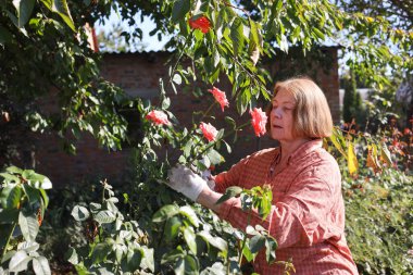 Güzel yaşlı bayan bahçede güllerini kesiyor, hasat yapıyor. Gülümseyen yaşlı kadın bahçıvan karışık bir sınırda çiçek ve bitkilerle ilgileniyor. Emeklilik hobisi. Rötuş yok.