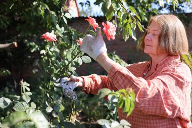 Güzel yaşlı bayan bahçede güllerini kesiyor, hasat yapıyor. Gülümseyen yaşlı kadın bahçıvan karışık bir sınırda çiçek ve bitkilerle ilgileniyor. Emeklilik hobisi. Rötuş yok.