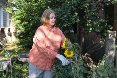 Güzel yaşlı bayan bahçede güllerini kesiyor, hasat yapıyor. Gülümseyen yaşlı kadın bahçıvan karışık bir sınırda çiçek ve bitkilerle ilgileniyor. Emeklilik hobisi. Rötuş yok.