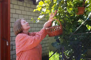 Güzel yaşlı bayan bahçede güllerini kesiyor, hasat yapıyor. Gülümseyen yaşlı kadın bahçıvan karışık bir sınırda çiçek ve bitkilerle ilgileniyor. Emeklilik hobisi. Rötuş yok.