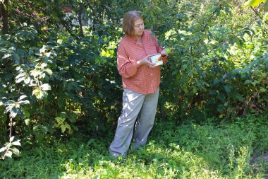 Güzel yaşlı bayan bahçede güllerini kesiyor, hasat yapıyor. Gülümseyen yaşlı kadın bahçıvan karışık bir sınırda çiçek ve bitkilerle ilgileniyor. Emeklilik hobisi. Rötuş yok.