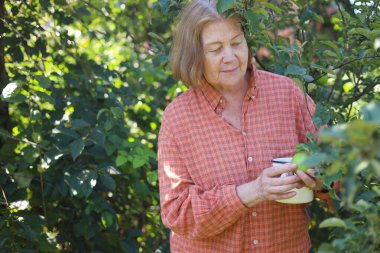 Güzel yaşlı bayan bahçede güllerini kesiyor, hasat yapıyor. Gülümseyen yaşlı kadın bahçıvan karışık bir sınırda çiçek ve bitkilerle ilgileniyor. Emeklilik hobisi. Rötuş yok.
