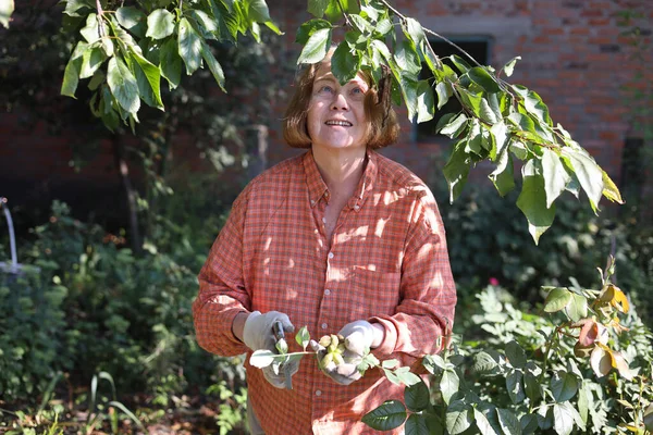 Güzel yaşlı bayan bahçede güllerini kesiyor, hasat yapıyor. Gülümseyen yaşlı kadın bahçıvan karışık bir sınırda çiçek ve bitkilerle ilgileniyor. Emeklilik hobisi. Rötuş yok.