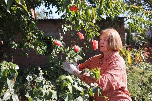 Güzel yaşlı bayan bahçede güllerini kesiyor, hasat yapıyor. Gülümseyen yaşlı kadın bahçıvan karışık bir sınırda çiçek ve bitkilerle ilgileniyor. Emeklilik hobisi. Rötuş yok.