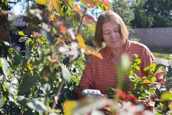 Güzel yaşlı bayan bahçede güllerini kesiyor, hasat yapıyor. Gülümseyen yaşlı kadın bahçıvan karışık bir sınırda çiçek ve bitkilerle ilgileniyor. Emeklilik hobisi. Rötuş yok.