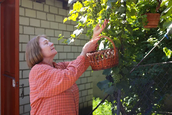Güzel yaşlı bayan bahçede güllerini kesiyor, hasat yapıyor. Gülümseyen yaşlı kadın bahçıvan karışık bir sınırda çiçek ve bitkilerle ilgileniyor. Emeklilik hobisi. Rötuş yok.